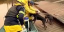 RS firma acordo com ONG para assistência a animais resgatados RS firma acordo com ONG para assistência a animais resgatados