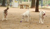 Saiba como funciona o SinPatinhas, novo RG Animal para cães e gatos