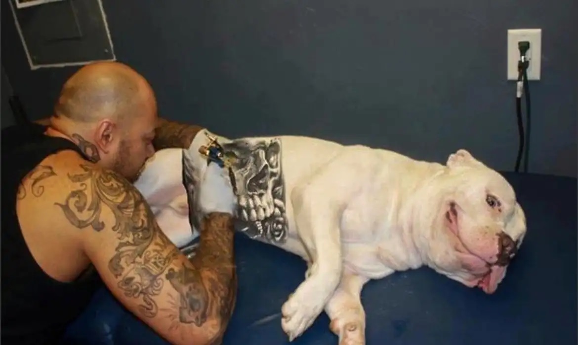 Sancionada lei que proíbe tatuagens e piercings em cães e gatos