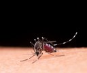 Saúde anuncia R$ 256 milhões para combate à dengue