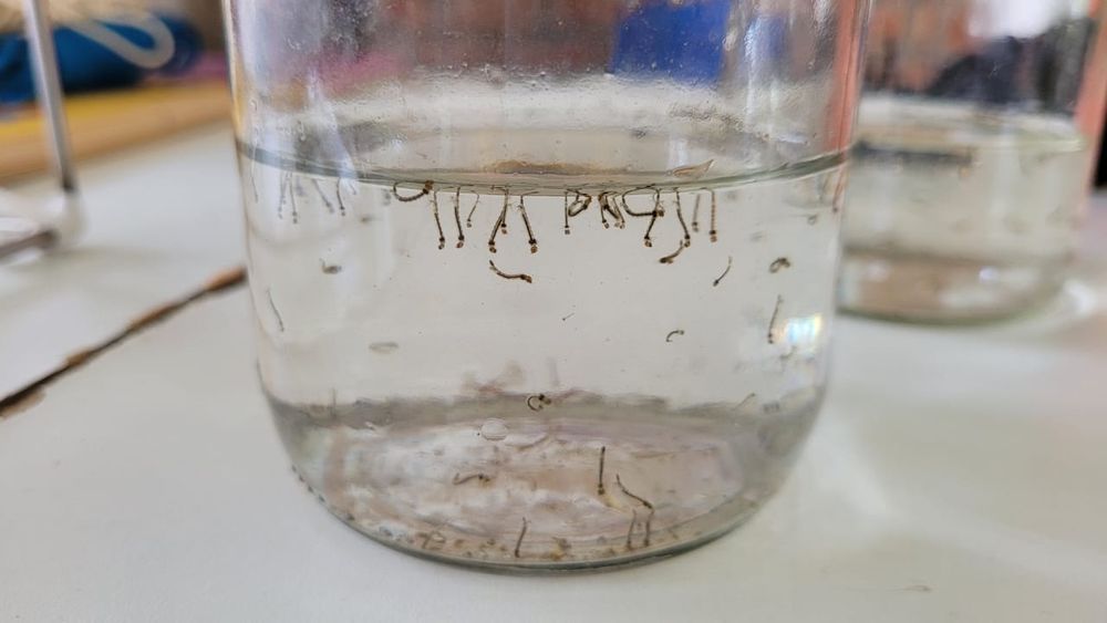 Sesapi trabalha para evitar subnotificação de casos de dengue