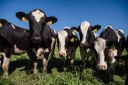 Vaca louca: Governo do Piauí reforça orientações aos produtores