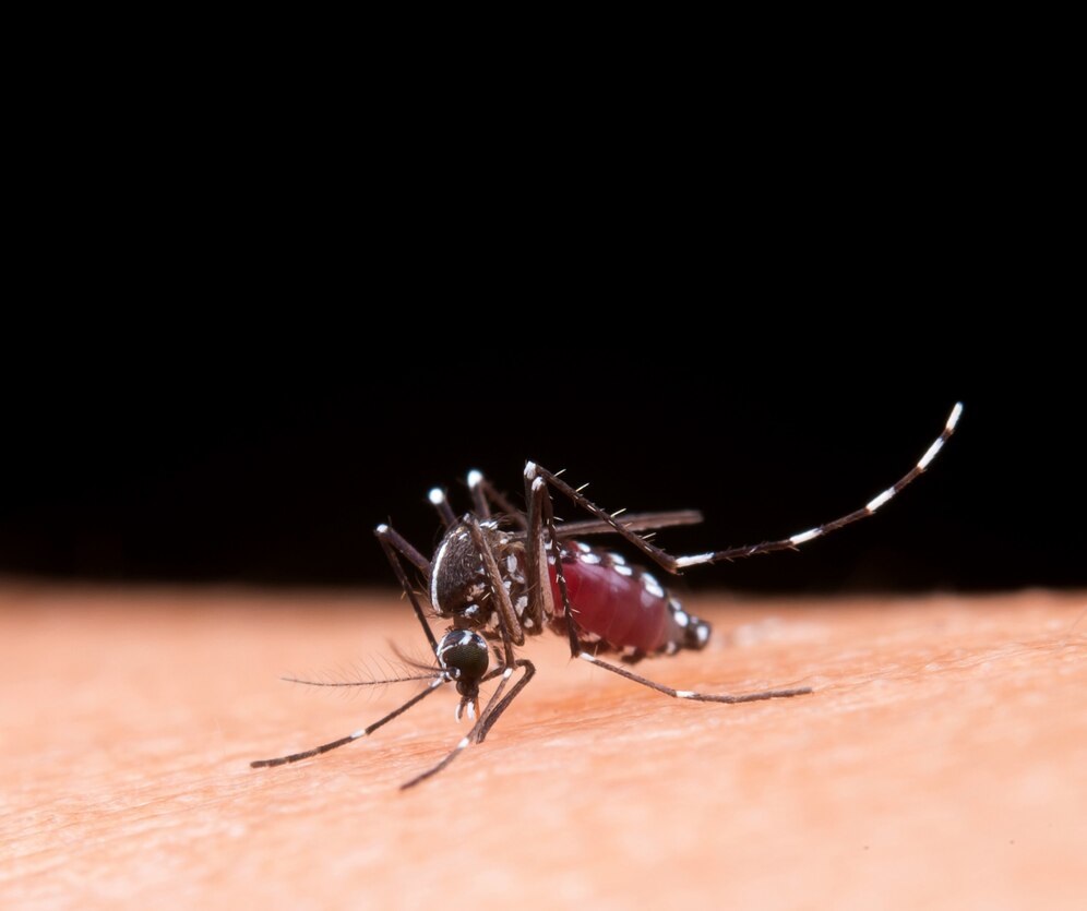 Vacina contra dengue começa a ser aplicada em fevereiro