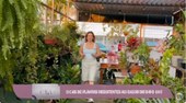 Verde que resiste ao calor: plantas ideais para o B-R-O BRÓ no Piauí
