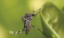 Vírus da chikungunya provocou sete surtos no Brasil em 10 anos Vírus da chikungunya provocou sete surtos no Brasil em 10 anos