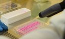 Vírus zika pode voltar a se replicar após recuperação, aponta estudo Vírus zika pode voltar a se replicar após recuperação, aponta estudo