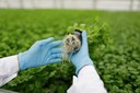 Aprovada em Plenário do Senado, regulamentação dos bioinsumos segue para sanção Aprovada em Plenário do Senado, regulamentação dos bioinsumos segue para sanção