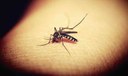 Número de mortes por dengue em 2022 é o maior em seis anos