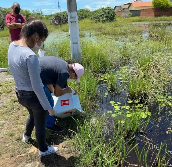 Pesquisadores da UESPI utilizam peixes para combater larvas do mosquito da Dengue