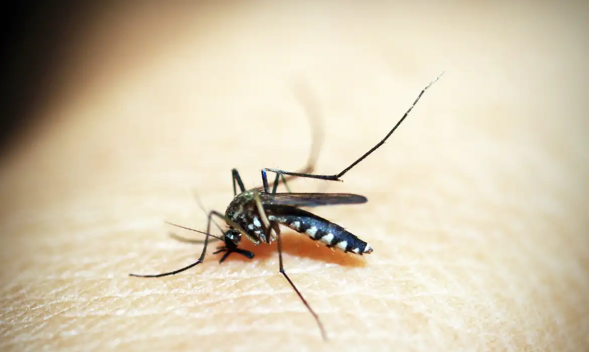 Piauí registra queda de 59,4% nos casos de dengue nos 2 primeiros meses de 2025