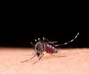 Brasil perdeu o 'timing' para erradicar Aedes, diz infectologista