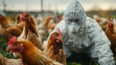 Brasil se declara país livre da gripe aviária