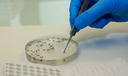 Brasil vai ampliar uso de bactéria no combate à dengue