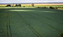 Cerrado recebe 600 milhões de litros de agrotóxico por ano Cerrado recebe 600 milhões de litros de agrotóxico por ano