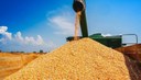 Condições climáticas devem continuar prejudicando safra de milho no Brasil