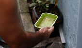 Dengue: chegada do verão e chuvas intensas associadas aumentam proliferação do mosquito transmissor