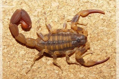 Escorpiões menores são mais venenosos; veja espécies mais letais