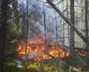 Incêndios florestais ameaçam a saúde de 2,2 bilhões de pessoas Incêndios florestais ameaçam a saúde de 2,2 bilhões de pessoas