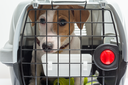 Médicos veterinários pedem regulamentação para transporte de animais