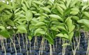 Nova Ceasa e Semarh distribuirão 10 mil mudas de plantas nativas e frutíferas