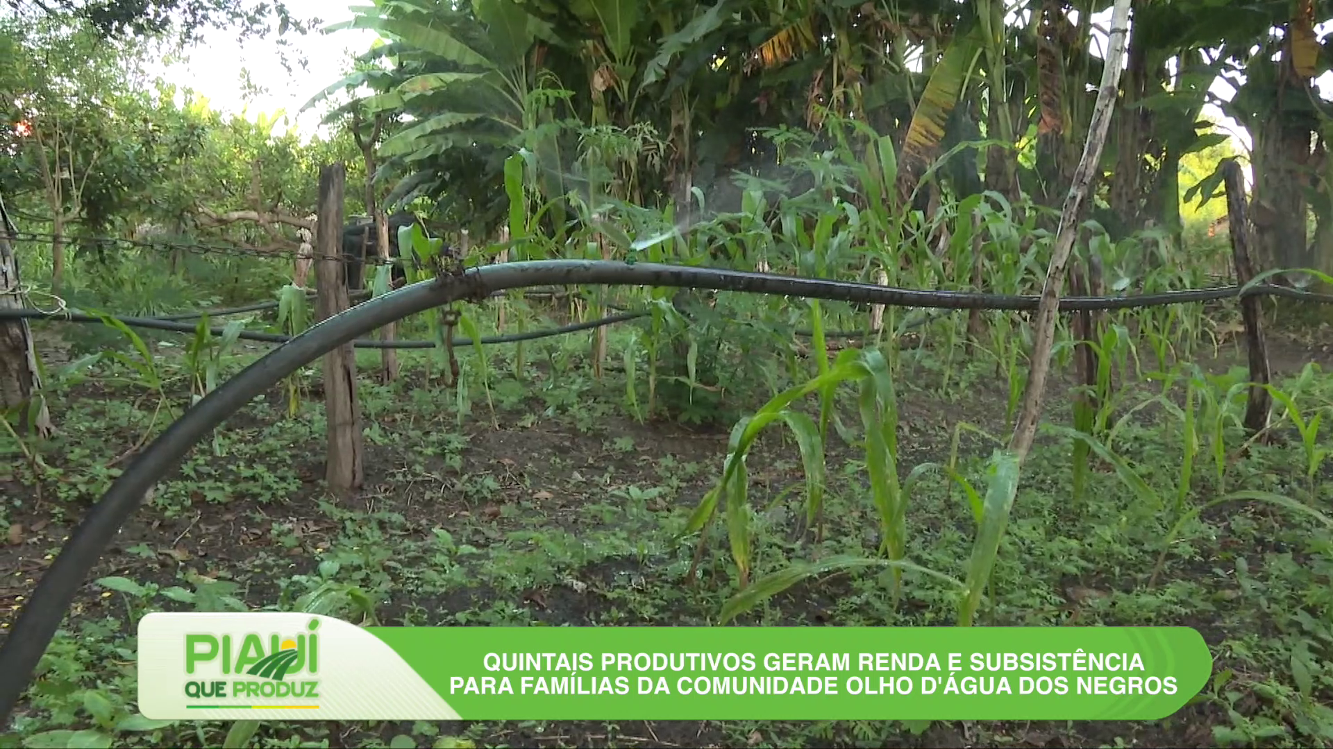O campo em foco: veja os destaques do Piauí que Produz deste domingo (15)