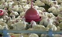 O que é gripe aviária com caso suspeito em humano no Brasil