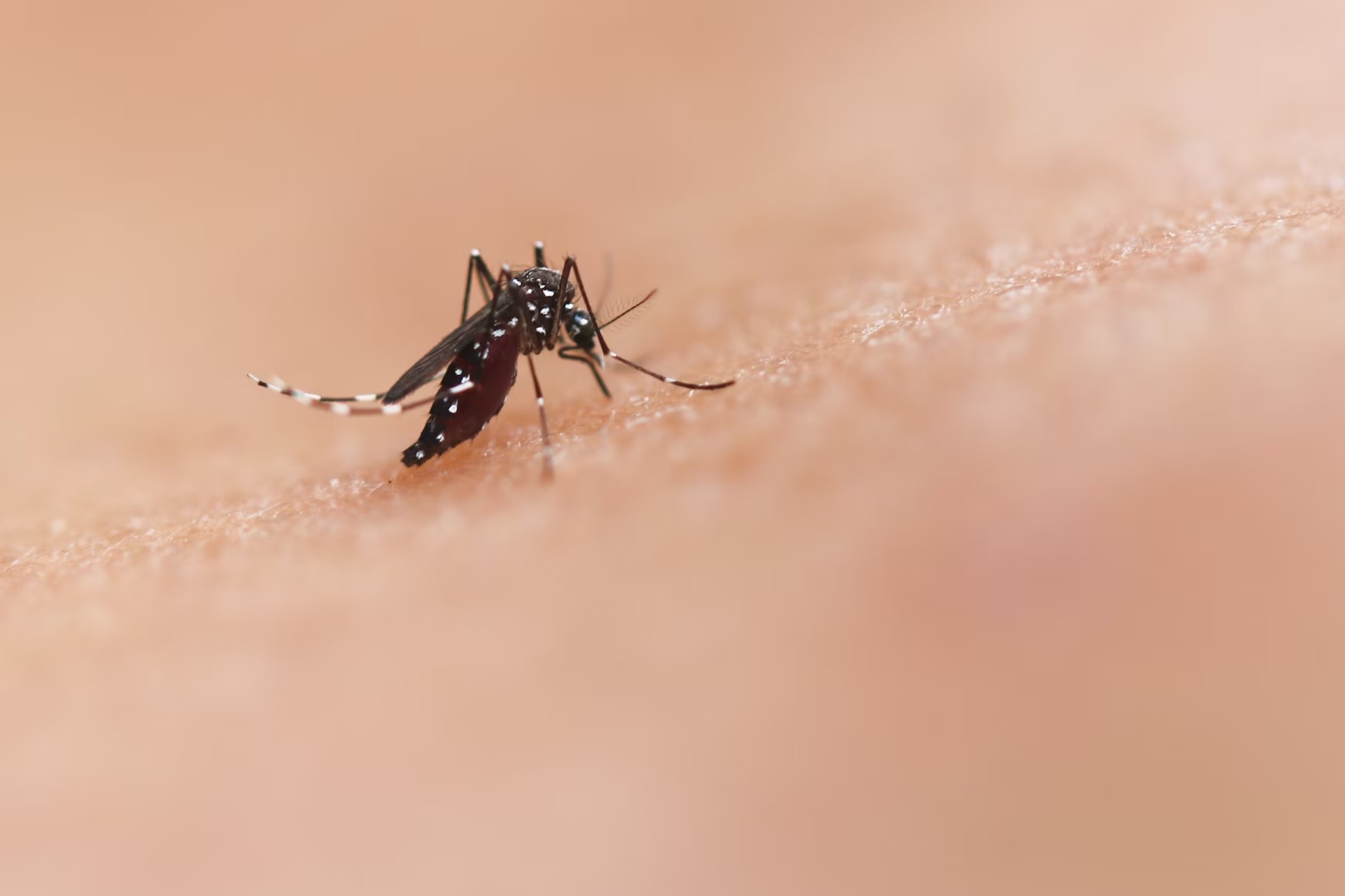 Opas emite alerta para risco de surtos de dengue 3 nas Américas