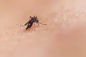 Opas emite alerta para risco de surtos de dengue 3 nas Américas