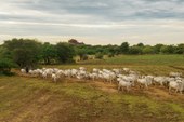 País recebe status internacional como livre de febre aftosa sem vacina