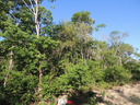 Pesquisa da UFPI mostra efeitos do manejo florestal sustentável da caatinga