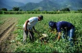 Agro apresenta perda de quase 30 mil vagas de trabalho em novembro