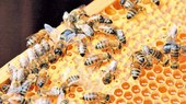 Piauí é o 3° maior produtor de mel e bate novo recorde