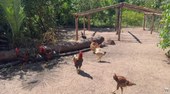 Piauí que Produz destaca feijão BRS verdejante e capacitação em criação de galinha caipira