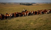 Puxado pela Agropecuária, PIB avança 1,4% no primeiro trimestre