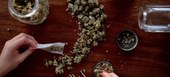 Relatório sobre drogas revela que cannabis está no topo da lista dos usuários