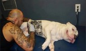 Sancionada lei que proíbe tatuagens e piercings em cães e gatos
