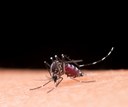 Sesapi realiza capacitação para combate à dengue no sul do estado